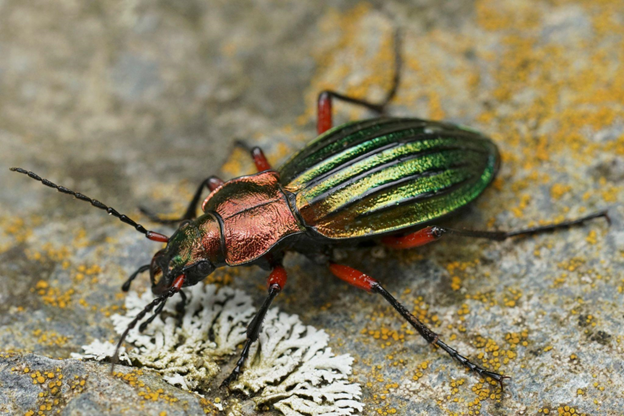 Beetle Control